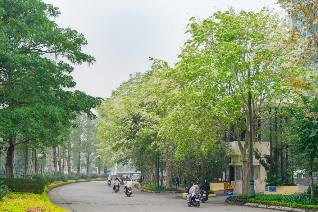 Hoa Sưa nở trắng những con đường Ciputra Hanoi
