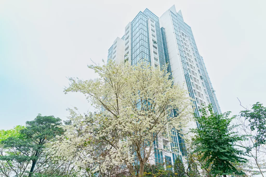 Hoa Sưa nở trắng những con đường Ciputra Hanoi