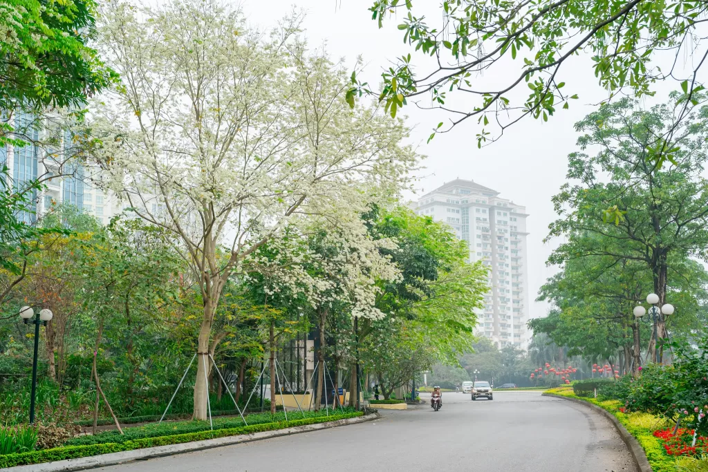 Hoa Sưa nở trắng những con đường Ciputra Hanoi