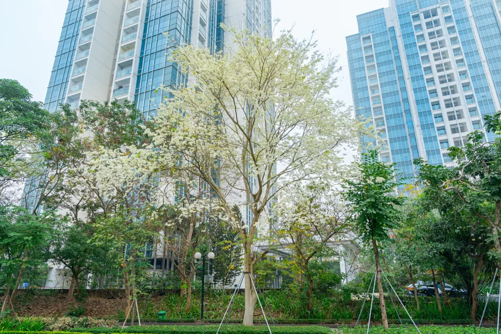 Hoa Sưa nở trắng những con đường Ciputra Hanoi