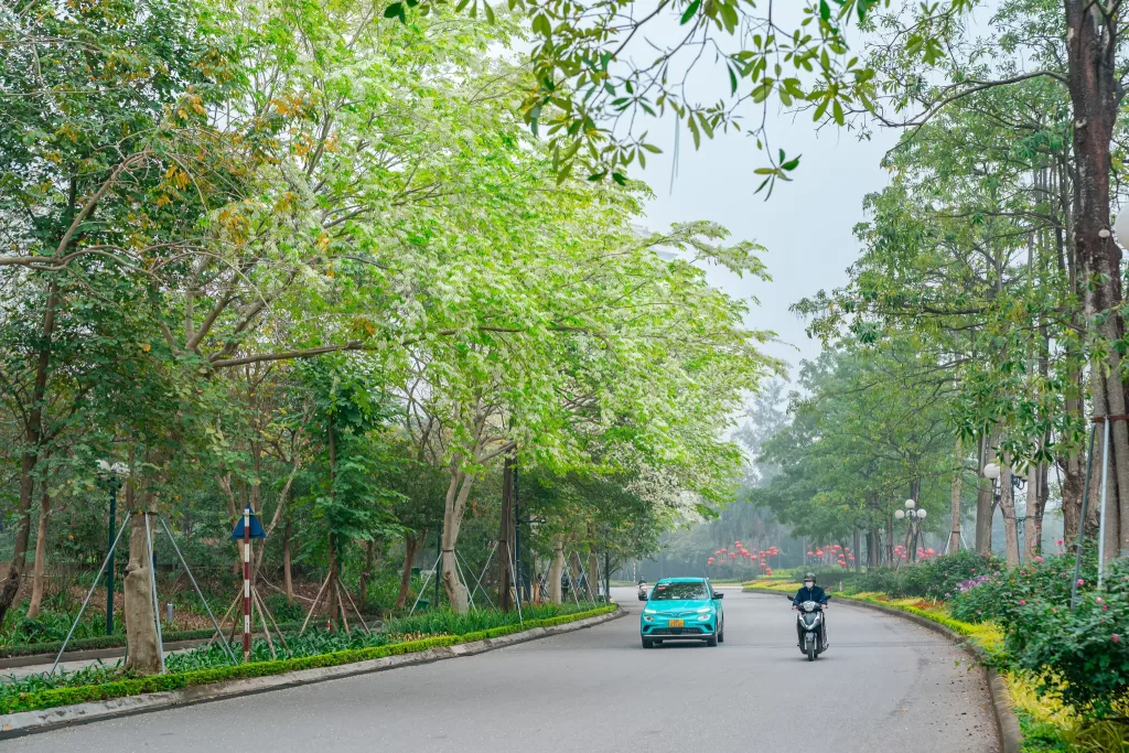 Hoa Sưa nở trắng những con đường Ciputra Hanoi