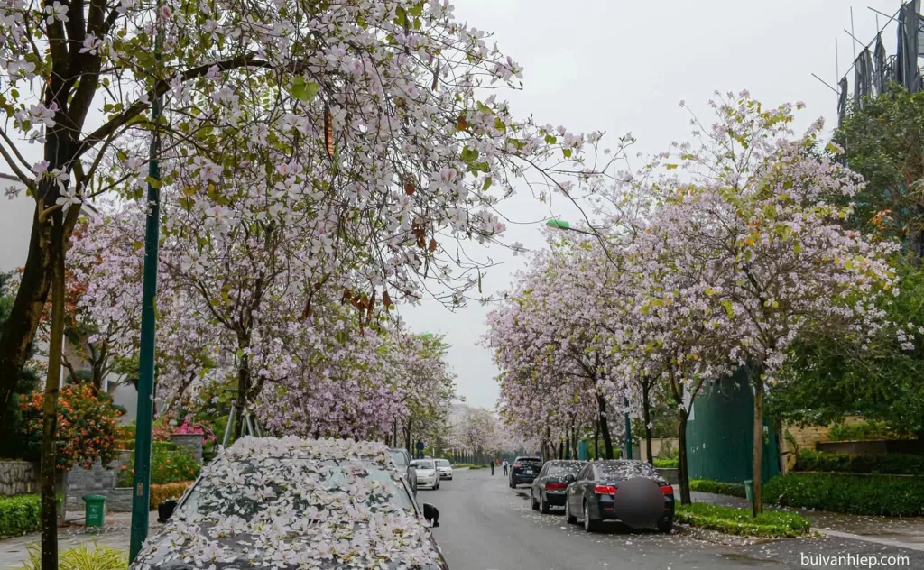 Biệt Thự Q1 Ciputra