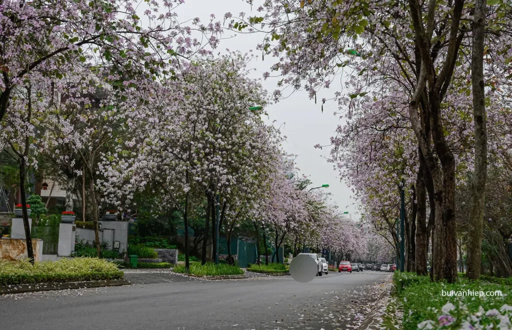 Biệt Thự Q1 Ciputra